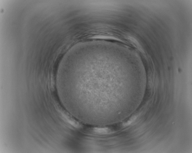 X0000065240457200602242029