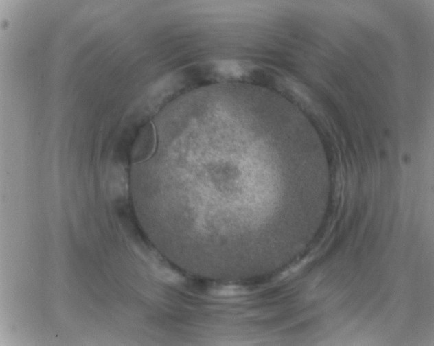 X0000065240467200602242029