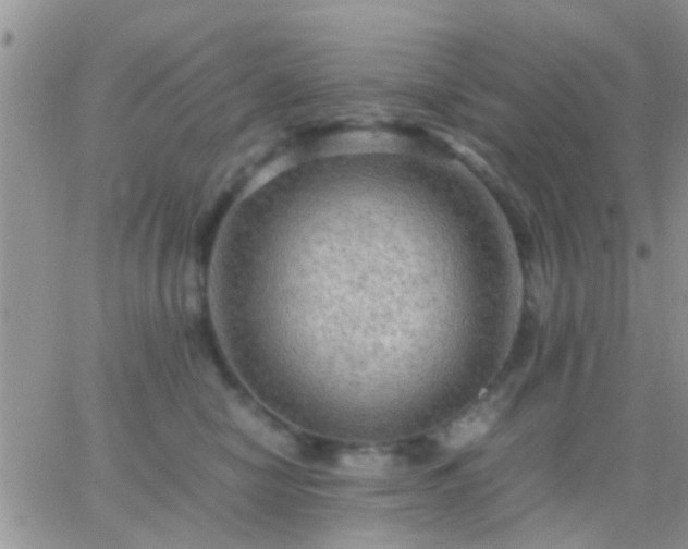 X0000065240470200602242029