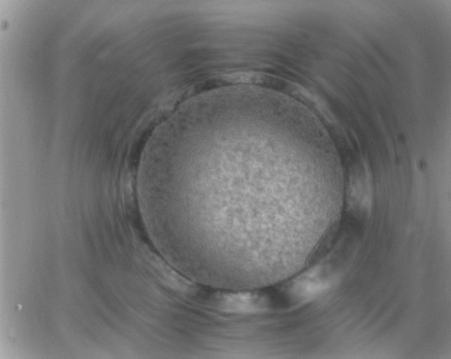 X0000065240473200602242029