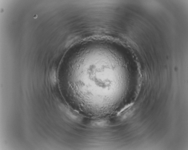 X0000065240479200602242029