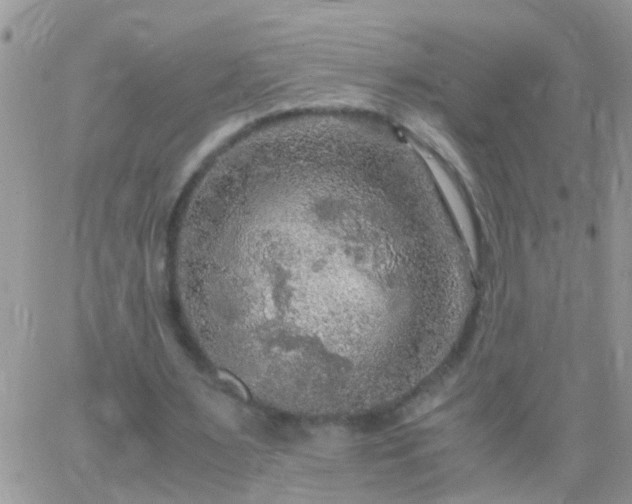 X0000065240483200602242028