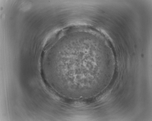 X0000065240487200602242028