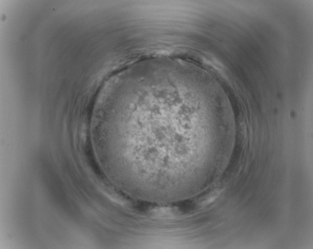 X0000065240499200602242028