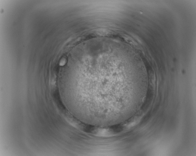 X0000065240507200602242028