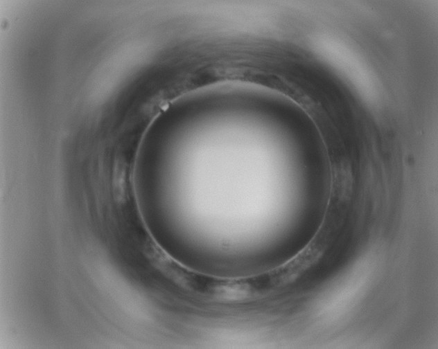 X0000065240525200602242028