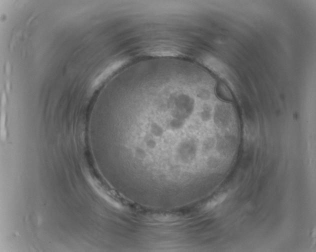 X0000065240533200602242027