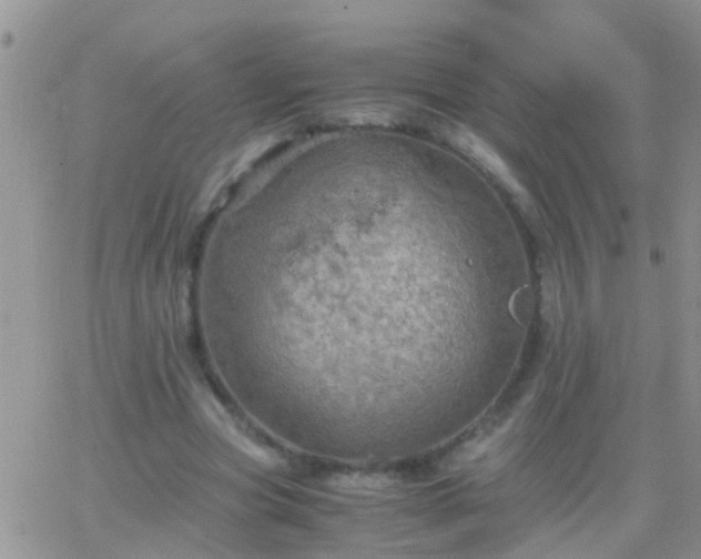 X0000065240537200602242027