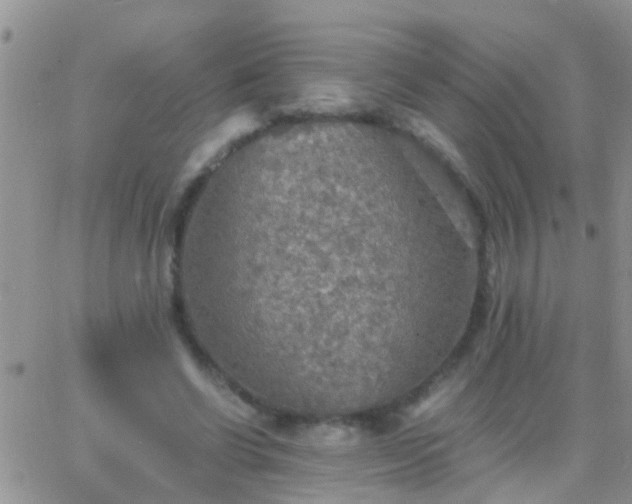 X0000065240542200602242027