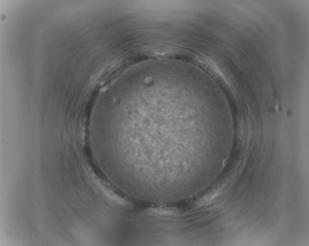 X0000065240545200602242027