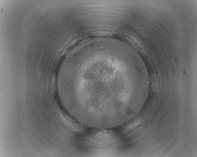 X0000065240550200602242027