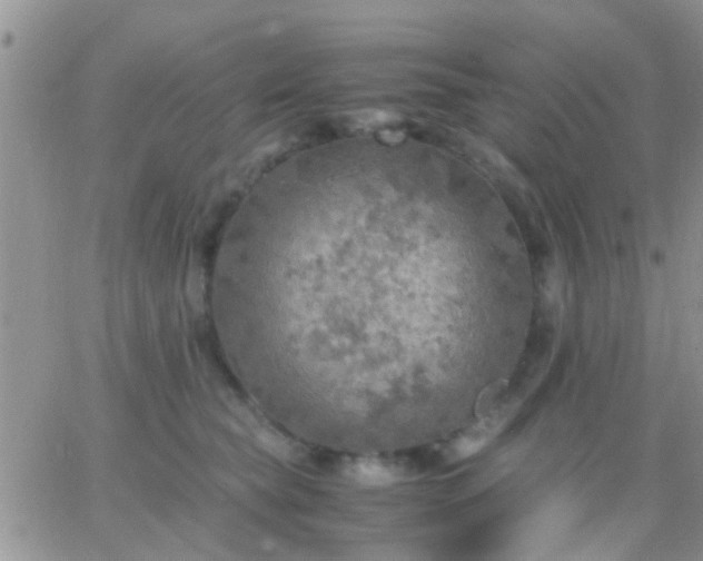 X0000065240565200602242027