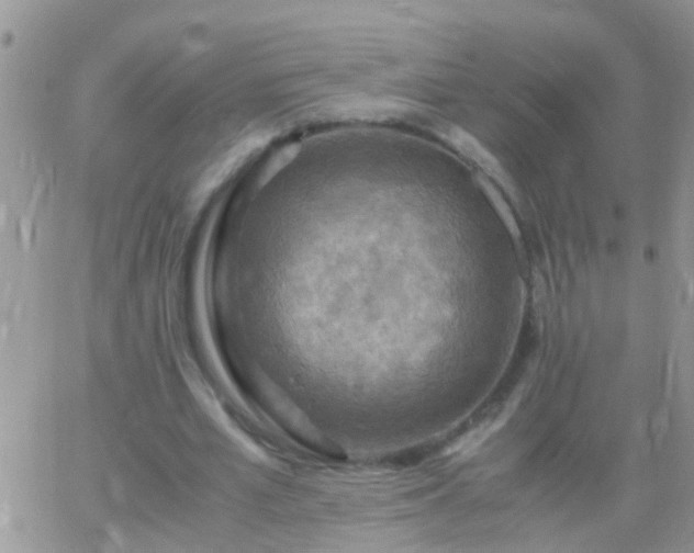 X0000065240581200602242027