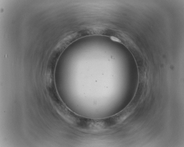 X0000065240599200602242026