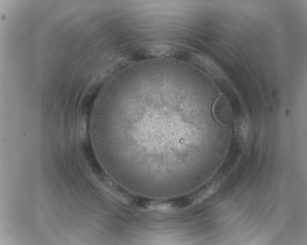 X0000065240602200602242026