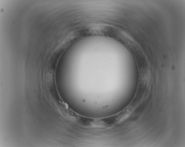 X0000065240603200602242026