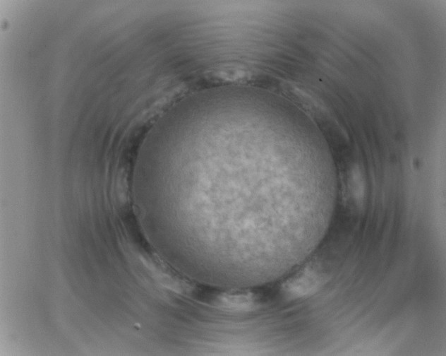 X0000065240606200602242026