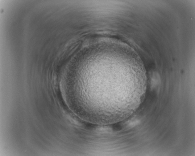 X0000065240619200602242026