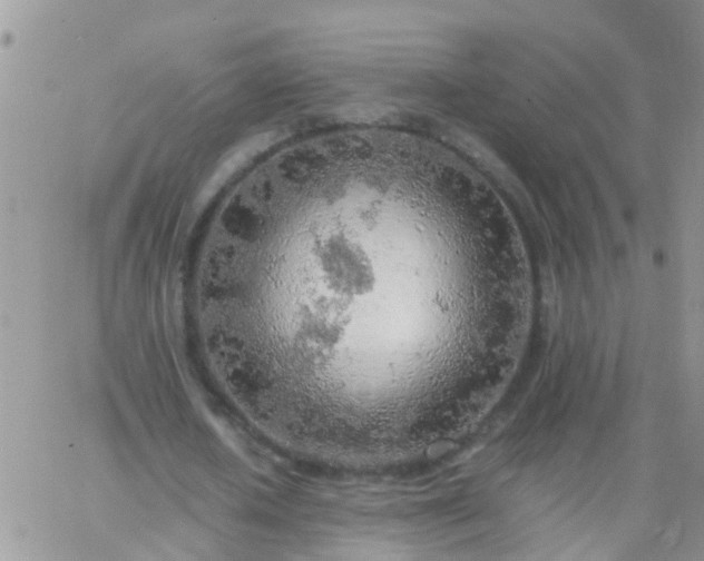 X0000065240626200602242025