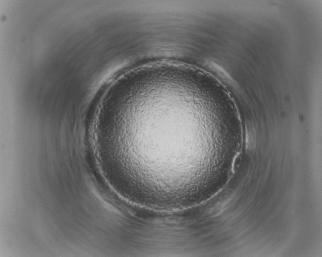 X0000065240627200602242025