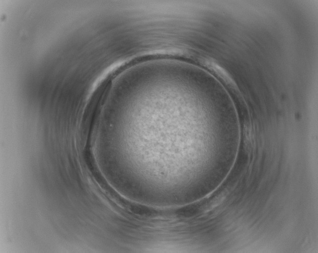 X0000065240628200602242025