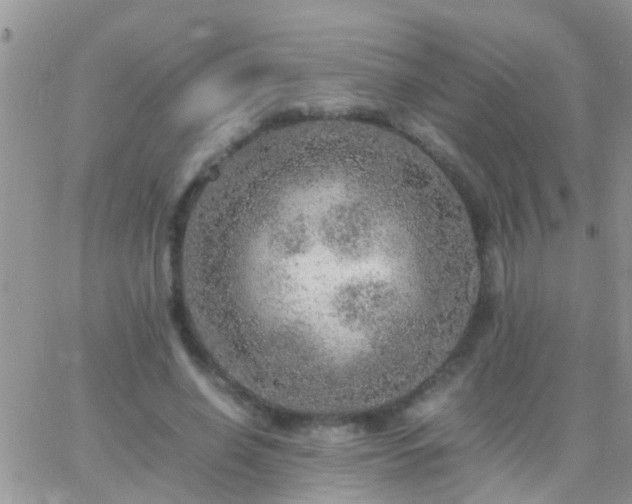 X0000065240638200602242025