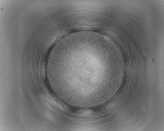 X0000065240642200602242025