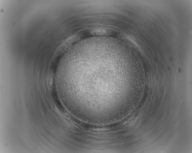 X0000065240645200602242026