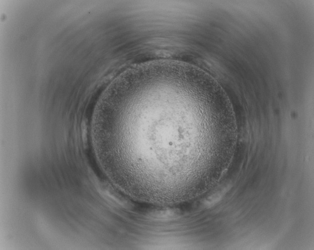 X0000065240646200602242026