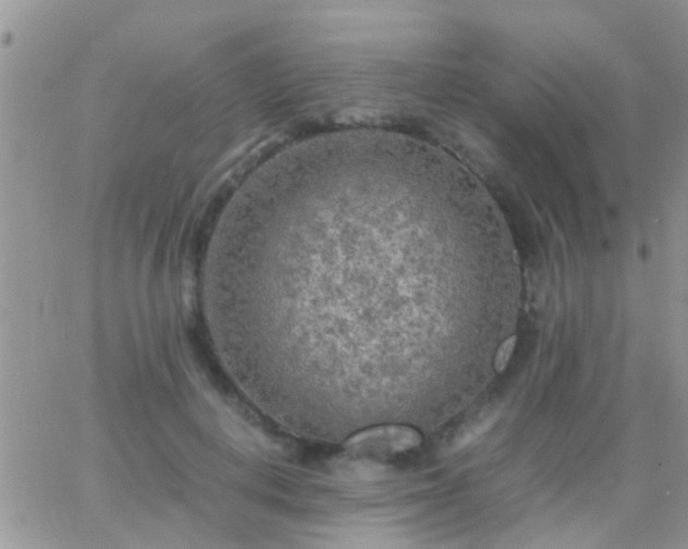 X0000065240648200602242026