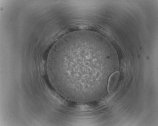 X0000065240650200602242026