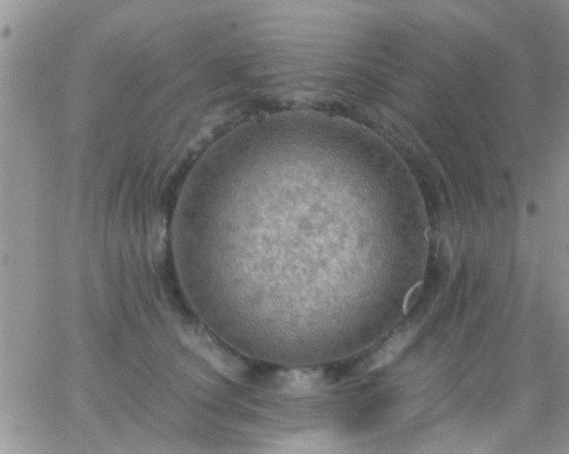 X0000065240660200602242026