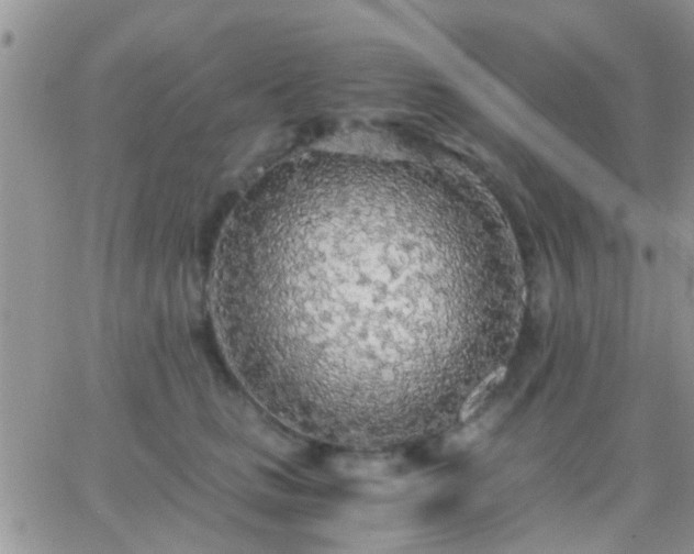 X0000065240661200602242026