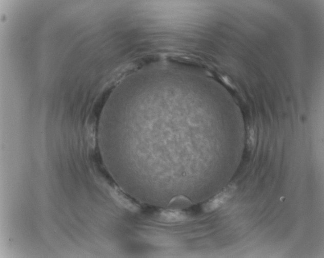 X0000065240666200602242026