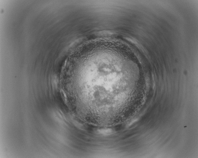 X0000065240669200602242026