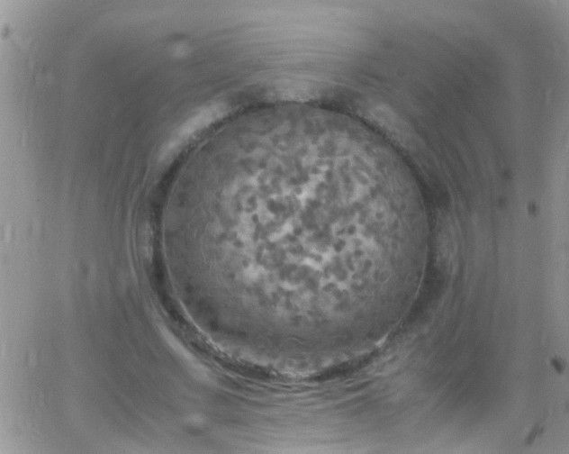 X0000065240683200602242025