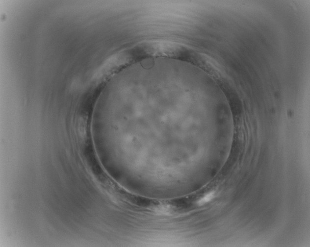 X0000065240695200602242025