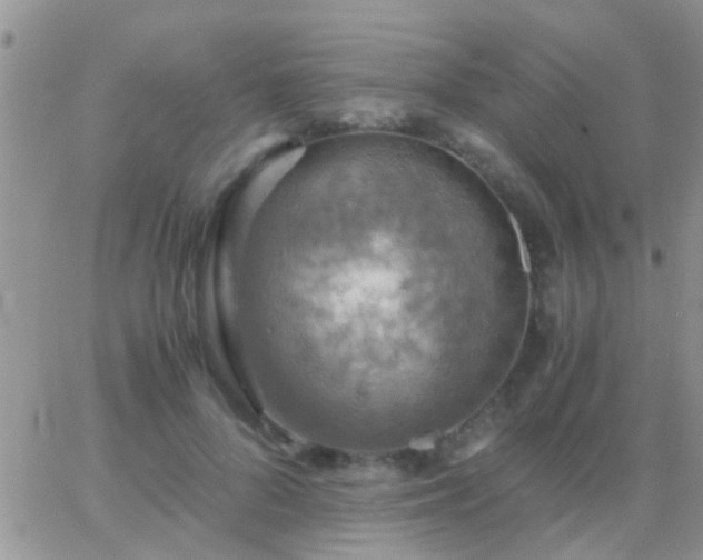 X0000065240696200602242025