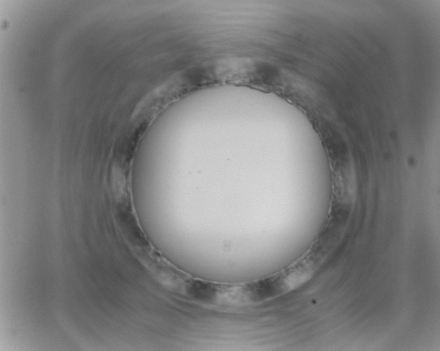 X0000065240705200602242025