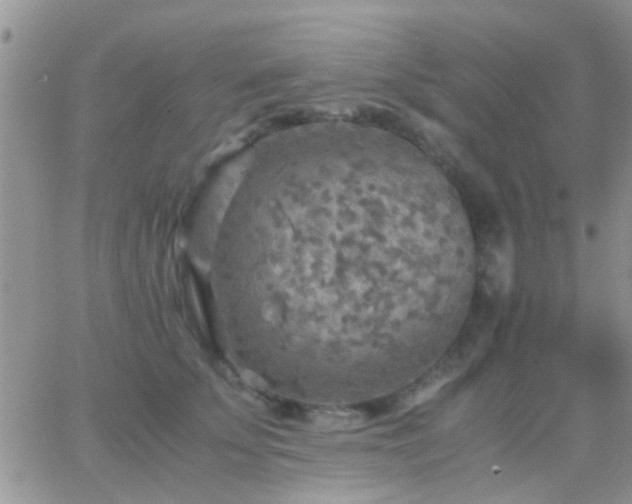 X0000065240707200602242025