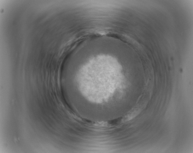 X0000065240720200602242024