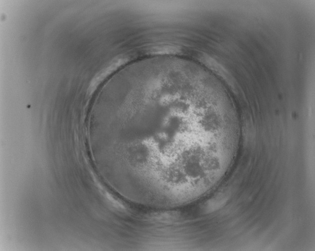 X0000065240721200602242024