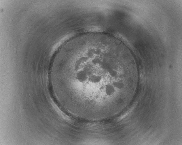 X0000065240725200602242024