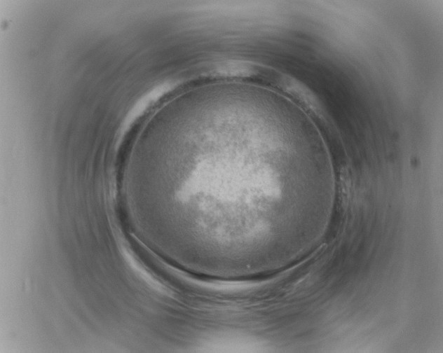 X0000065240726200602242024