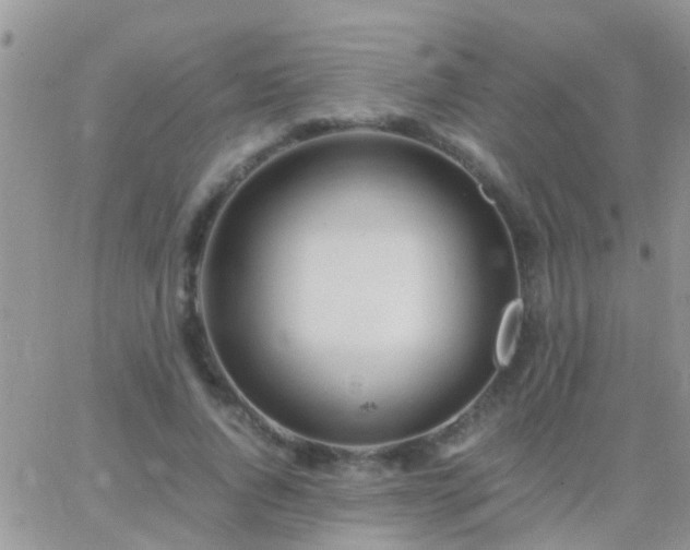 X0000065240736200602242024