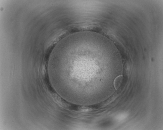 X0000065240746200602242024