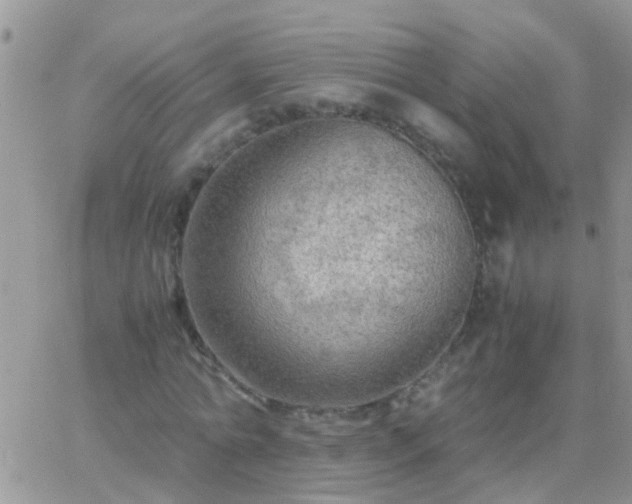 X0000065240774200602242024