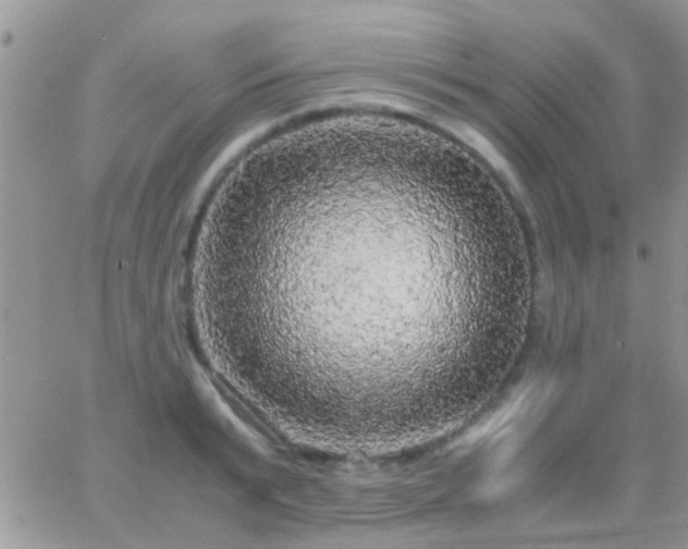 X0000065240799200602242023