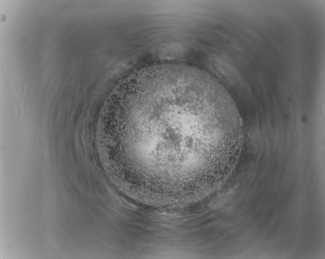 X0000065240817200602242022