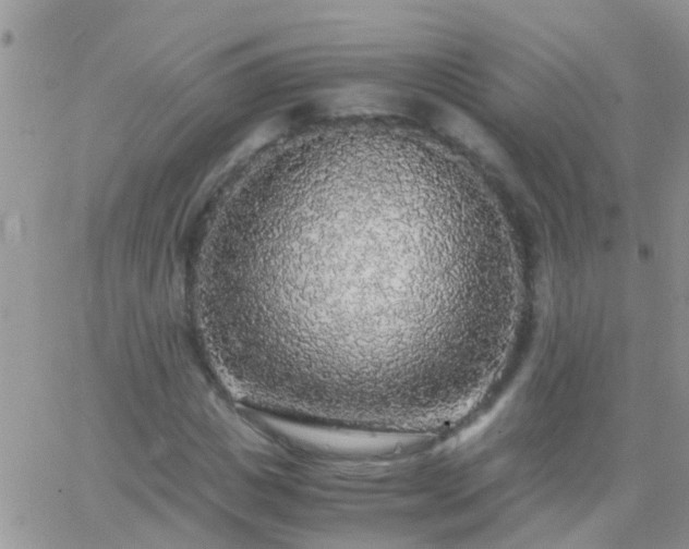 X0000065240825200602242022